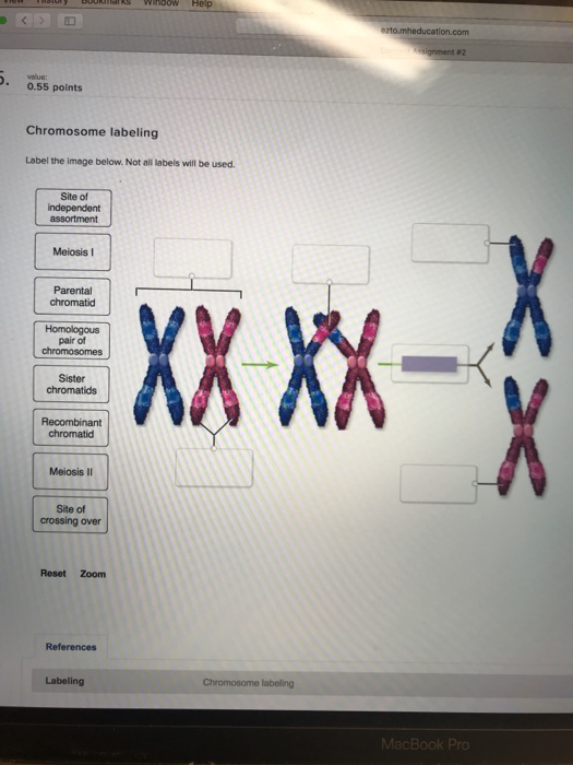 Solved 0.55 Points Chromosome Labeling Label The Image | Chegg.com