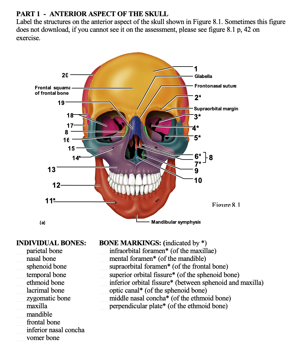 Skull Bone Anatomy - Anterior View