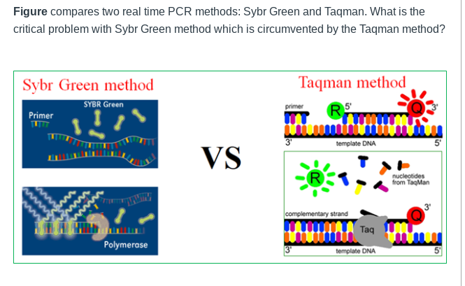 Real Time Pcr Sybr Green