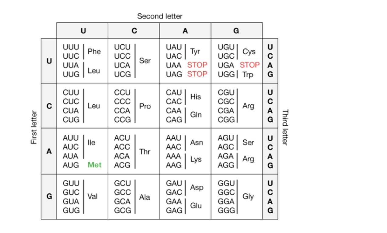 Solved The sequence below is part of the hubex gene. | Chegg.com