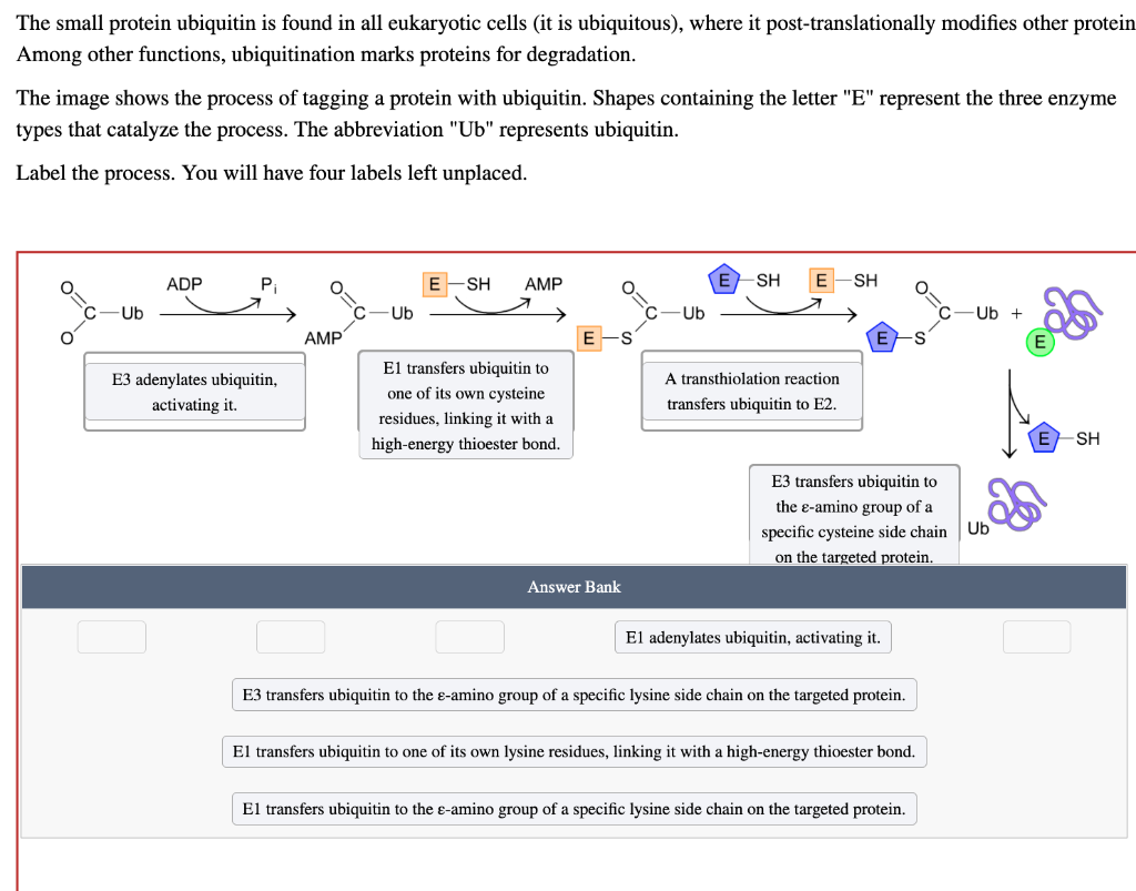 Solved The small protein ubiquitin is found in all