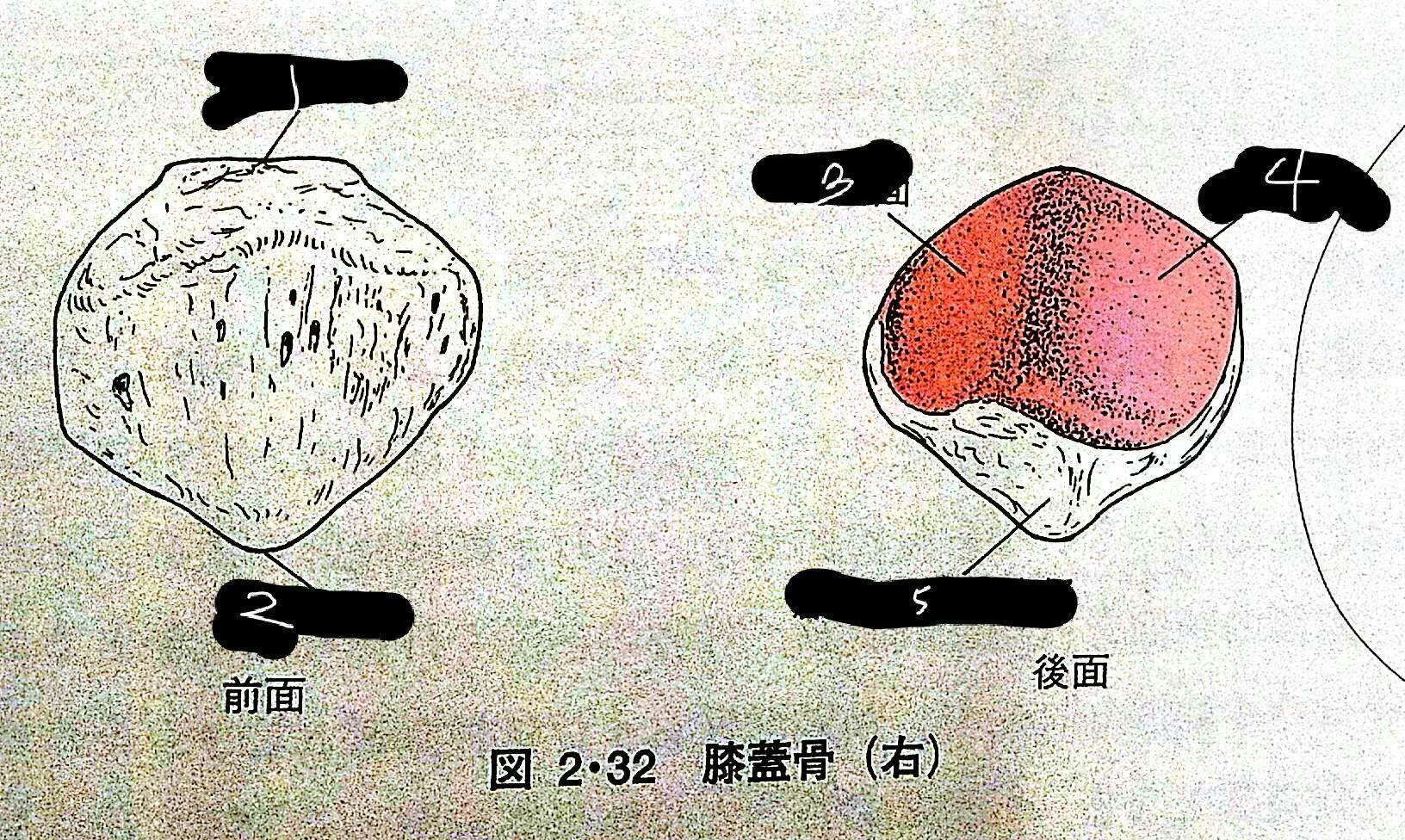 解剖学ー運動器各論ー下肢 Flashcards Chegg Com