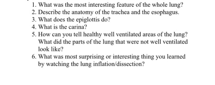 Carina Anatomy - Anatomy Reading Source