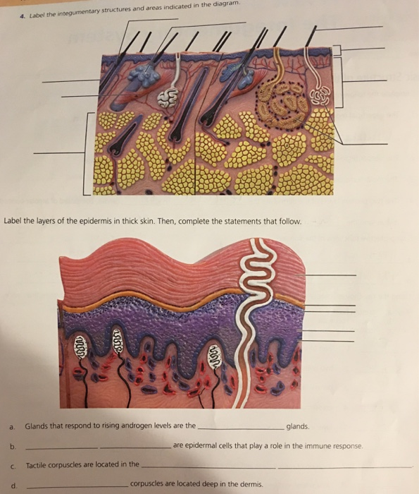 Solved y structures and areas indicated in the diagram. 4. | Chegg.com