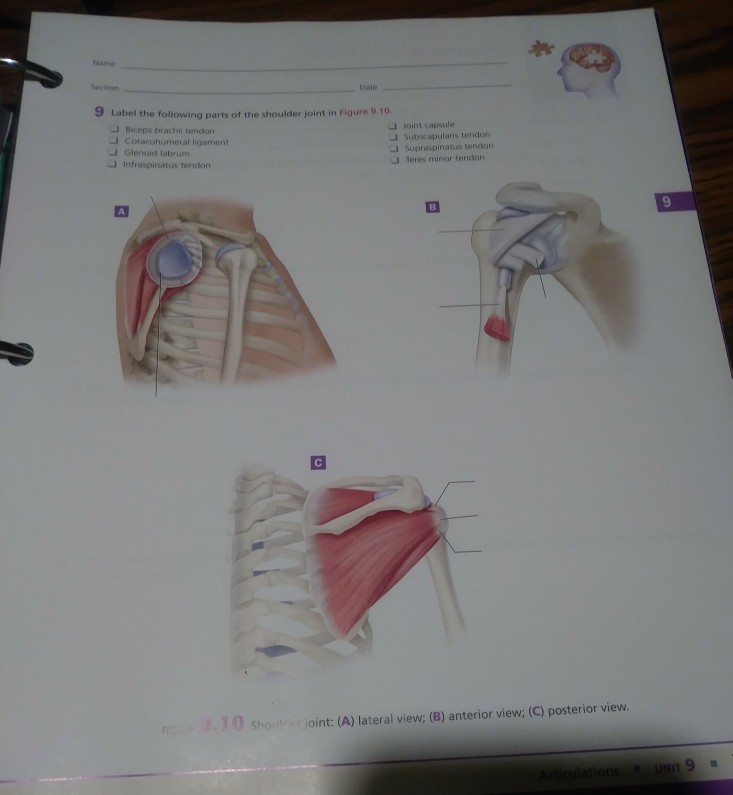 Solved Label the following parts of the shoulder joint in | Chegg.com