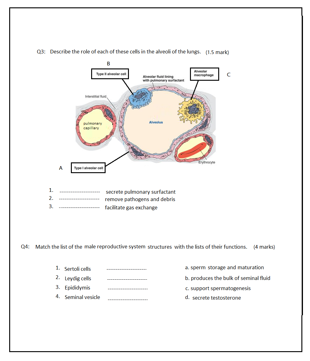 Q3 Describe The Role Of Each Of These Cells In The Chegg Com