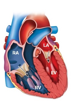 Solved Read The Overview And Complete The Interactivities 