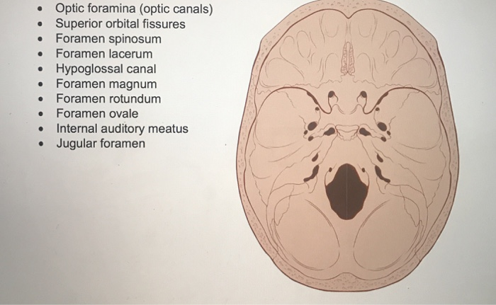 Foramen Opticum My Xxx Hot Girl 9578