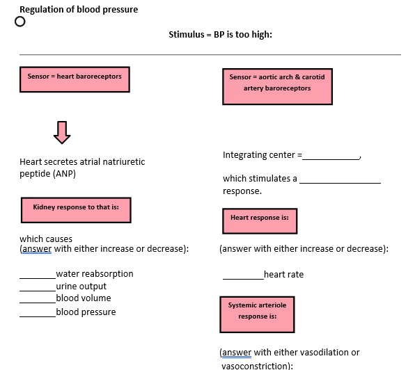 solved-regulation-of-blood-pressure-stimulus-bp-is-too-chegg