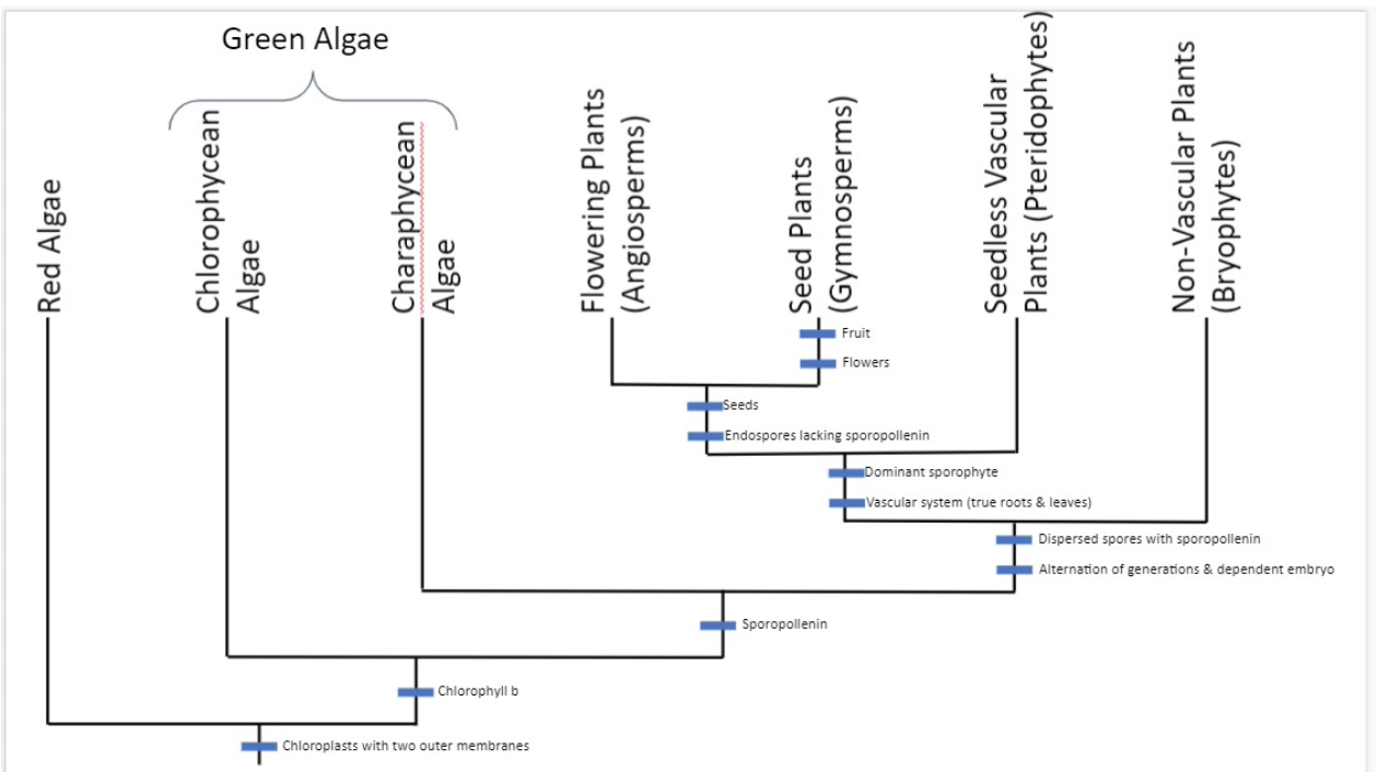 Solved According to the tree, are seedless vascular plants