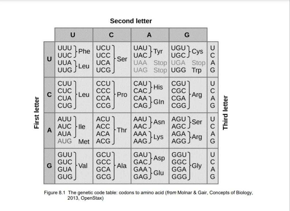 Solved Exercise 2 1. Assume a portion of a specific mRNA | Chegg.com