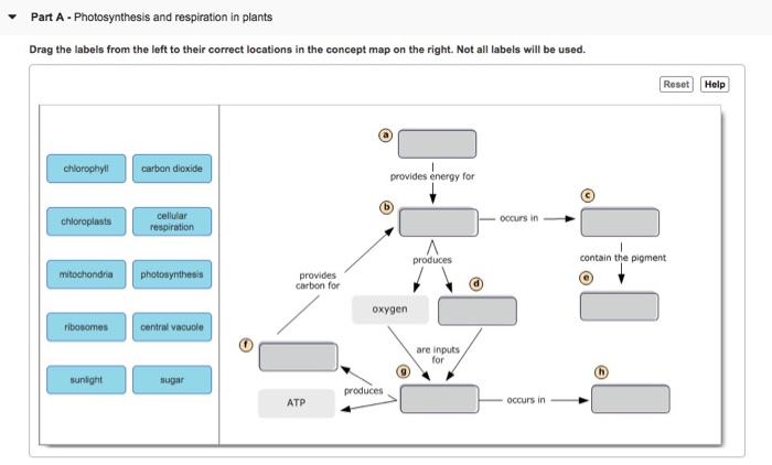 Detailed Concept Map Of Photosynthesis Concept Map Photosynthesis My   Image 