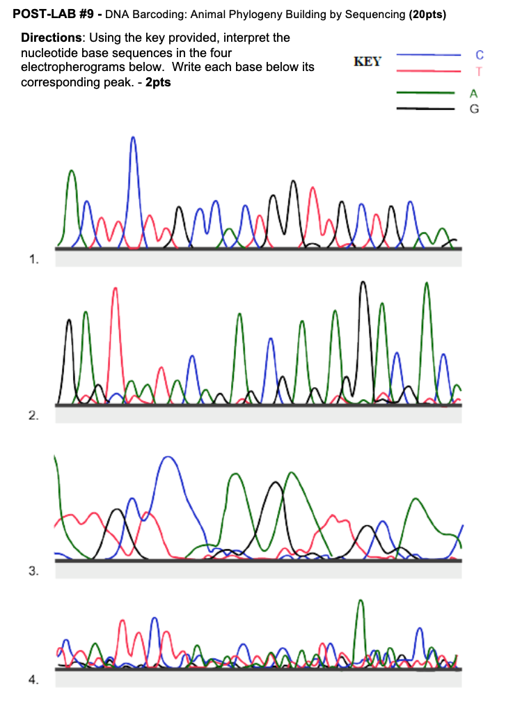 Solved Sequences from Picture: 1. A C T T C T T G C C A C | Chegg.com