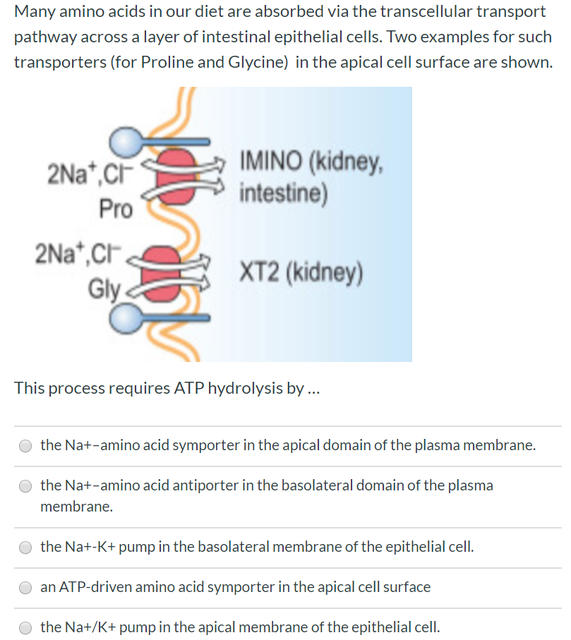 Solved Many amino acids in our diet are absorbed via the