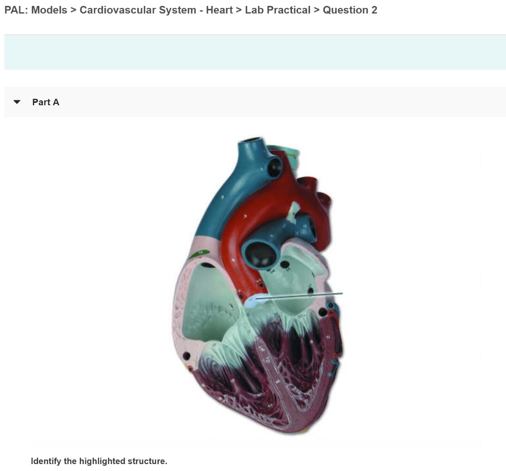 Solved Pal Models Cardiovascular System Heart Lab 8799