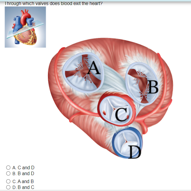 Solved Through which valves does blood exit the heart? A B C | Chegg.com