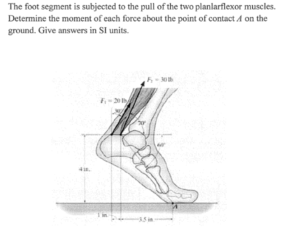 Solved The foot segment is subjected to the pull of the two