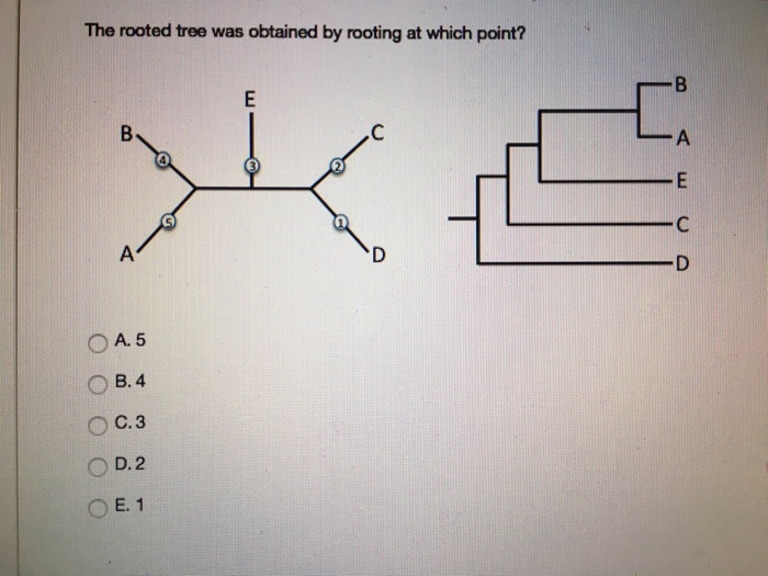 Solved The rooted tree was obtained by rooting at which | Chegg.com