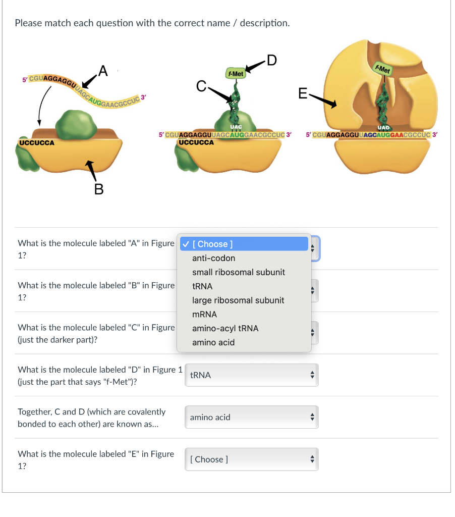 Solved What is the molecule labeled "A" in Figure 1? What is | Chegg.com