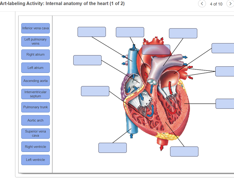 Solved Art-labeling Activity: Internal anatomy of the heart | Chegg.com