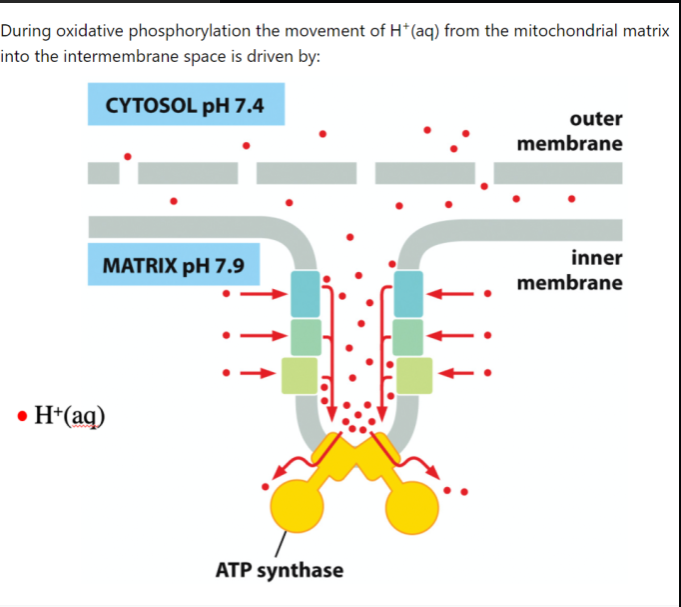 Solved During oxidative phosphorylation the movement of H+