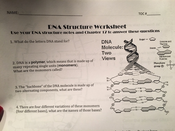 What Does The Letters Dna Stand For In Biology Onvacationswall com