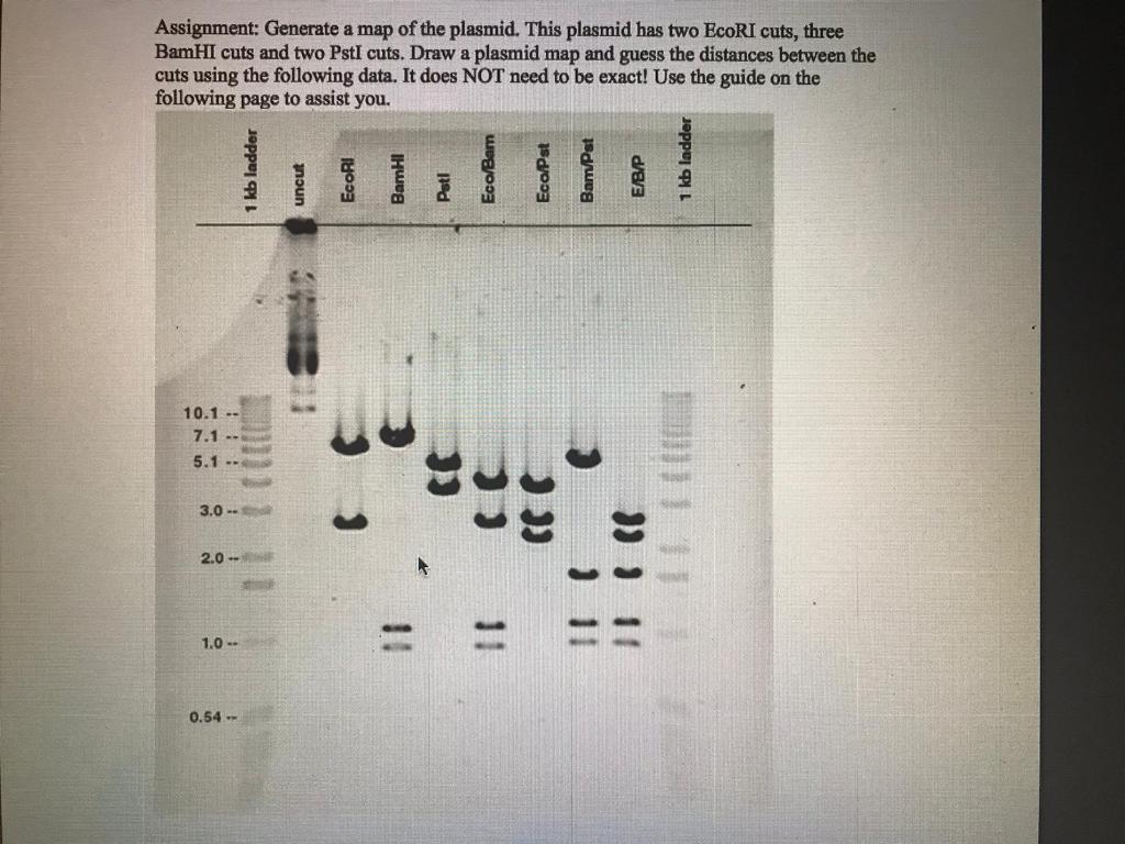 Solved Assignment: Generate a map of the plasmid. This | Chegg.com