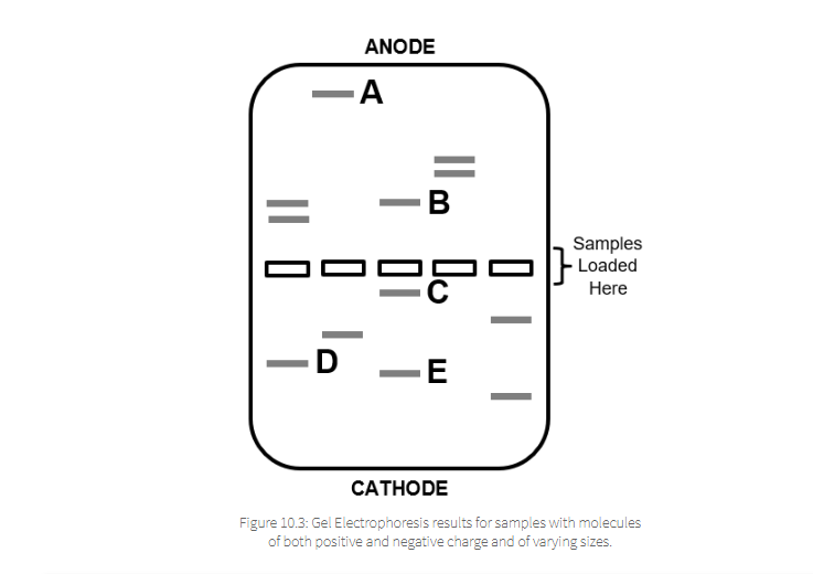 Solved Hello, I can not seem to figure out this question. A | Chegg.com