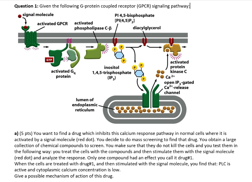 Ip3 Signaling Pathway