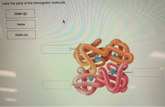 Solved Label The Parts Of The Hemoglobin Molecule Globin Chegg Hot