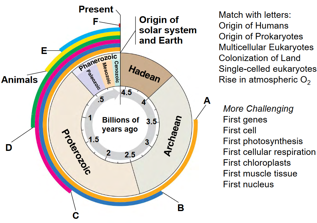 Solved Match with letters: Origin of Humans Origin of | Chegg.com