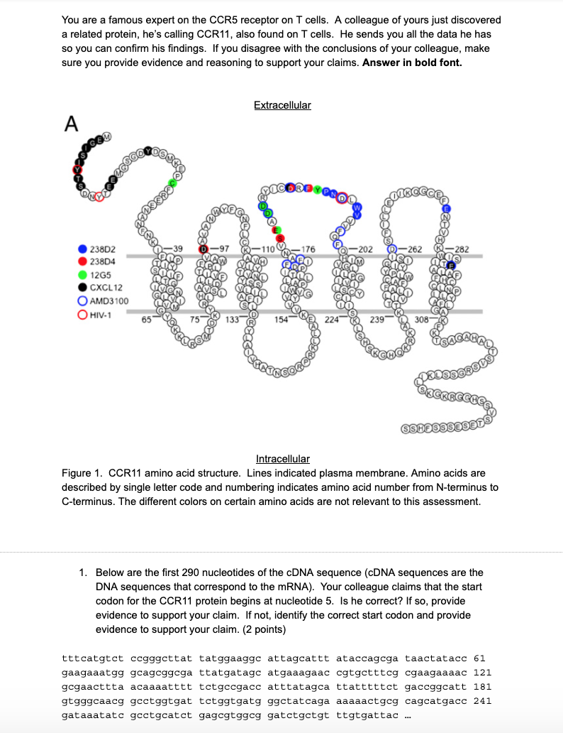 Solved Below are the first 290 nucleotides of the cDNA