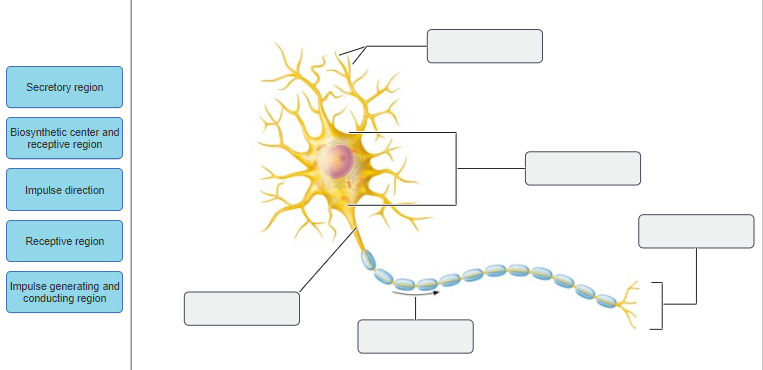 Solved Synaptic vesicle Axon terminal Presynaptic neuron | Chegg.com