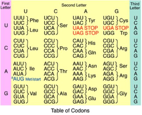 Аминокислоты сочетание. Старт кодон. Стартовый кодон. Amino acid codons. 64 Аминокислоты.