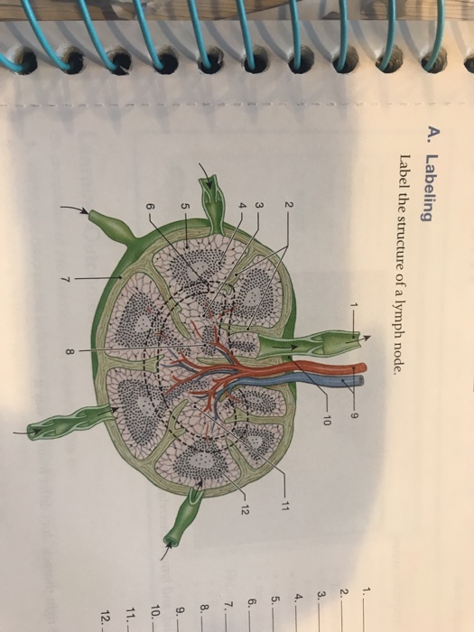 Solved A. Labeling Label the structure of a lymph node. 2. | Chegg.com