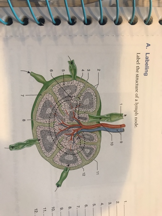 Solved: A. Labeling Label The Structure Of A Lymph Node. 2... | Chegg.com
