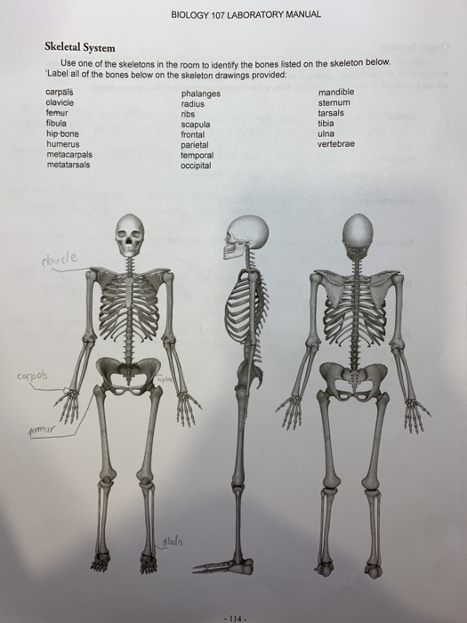 unit 3 lab skeletal system assignment