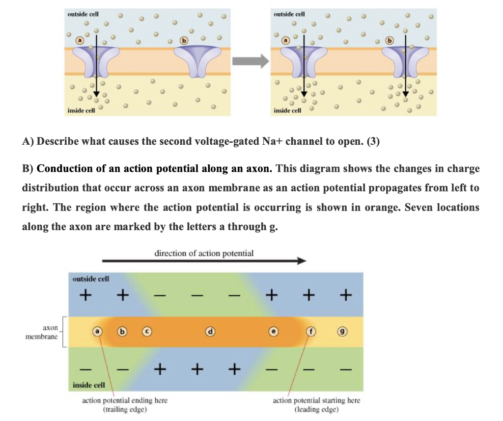 Solved Question 2 (10 marks) The diagram below shows | Chegg.com