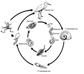 Solved 1) The parasitic life cycle of R. ondatrae is an | Chegg.com