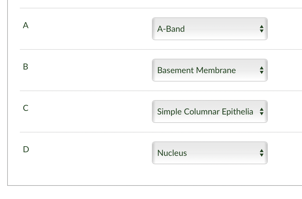 Solved Four BASIC tissue types · Epithelial · | Chegg.com