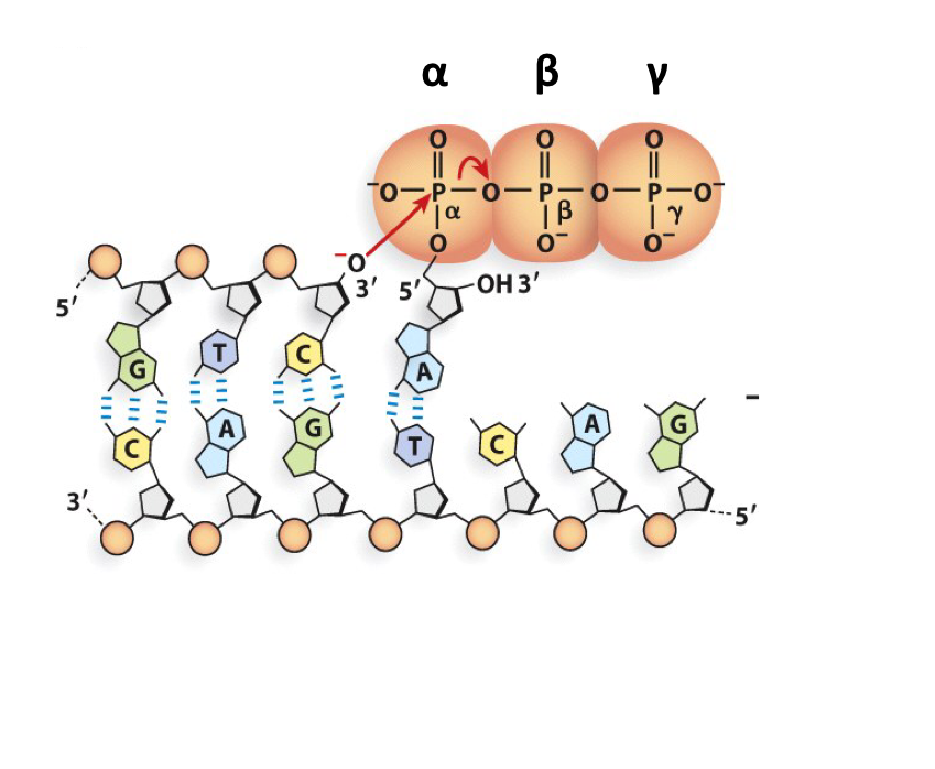 Solved DNA can be radiolabeled when 32Plabeled dNTPs are