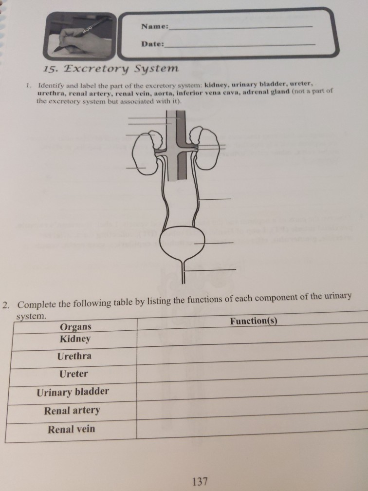 Solved Name: Date: 15. Excretory System Identify and label | Chegg.com