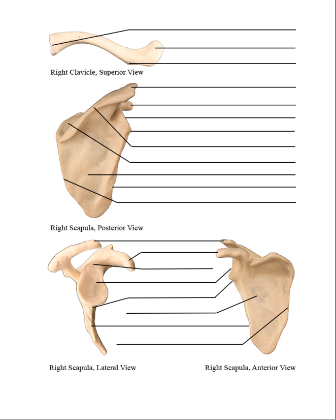 clavicle bone markings