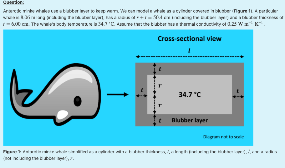 Solved Question Antarctic minke whales use a blubber layer
