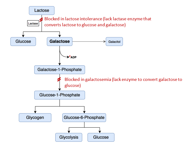 galactosemia pathway