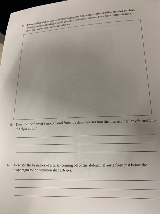 Solved 14 Draw And Label The Circle Of Willis Labeling The Chegg Solved 14 Draw And Label The Circle Of Willis Labeling The Chegg