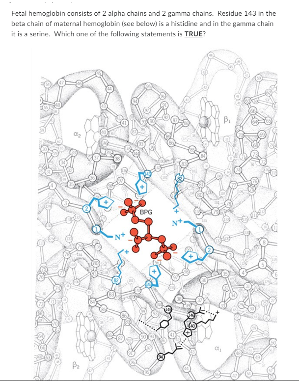 Fetal hemoglobin consists of 2 alpha chains and 2 gamma chains. Residue 143 in the
beta chain of maternal hemoglobin (see bel