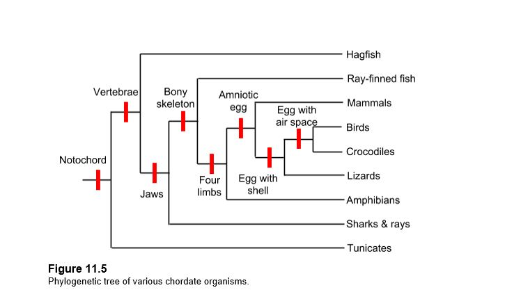 Solved Which Group Is More Closely Related To Ray-finned | Chegg.com