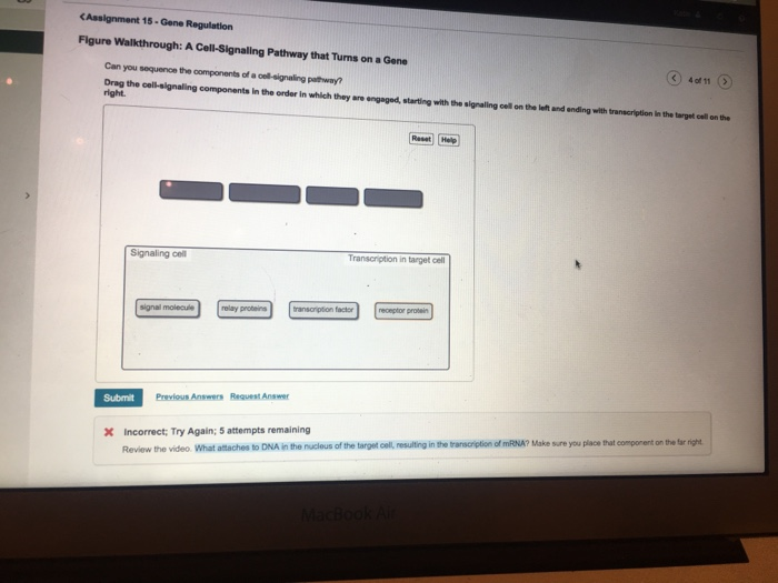 solved-figure-walkthrough-a-cell-signaling-pathway-that-chegg