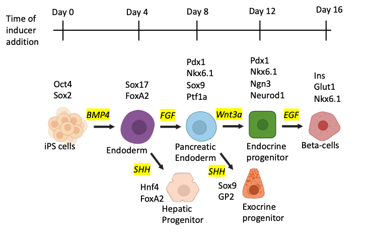 BMP4 FGF Wnt3a EGE han iPS cells Endoderm Beta-cells Endocrine progenitor SHH Pancreatic Endoderm SHH Sox9 GP2 Hnf4 FoxA2 Sva